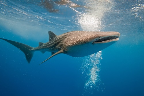ジンベイザメの体の仕組みについて 呼吸の仕方は サメの教科書