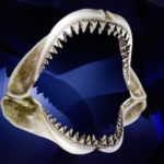 オオワニザメの歯の特徴について