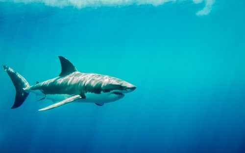 ホオジロザメの産卵の時期について サメの教科書