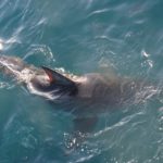 ホオジロザメによる日本での被害について